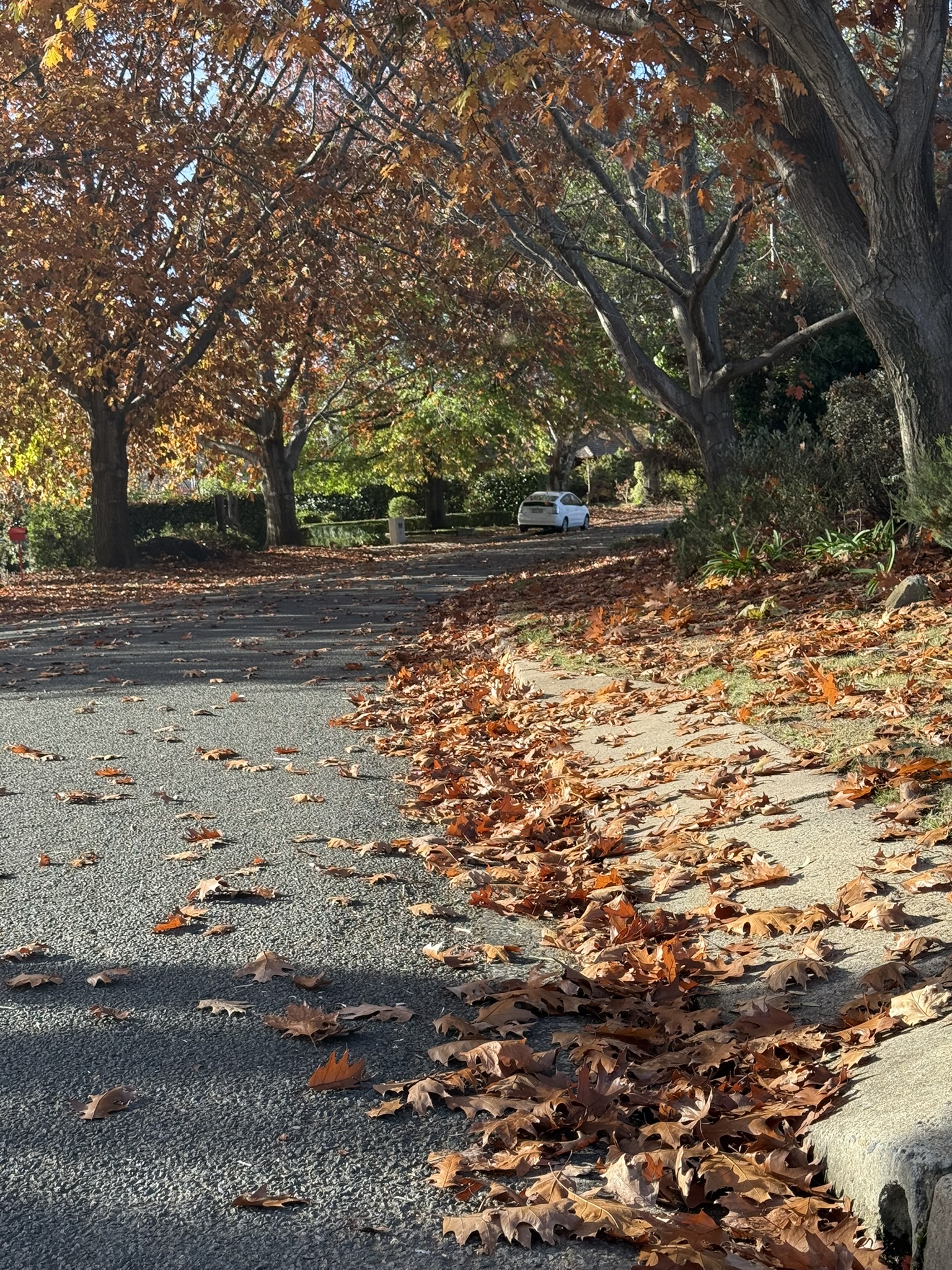 Leaf Removal