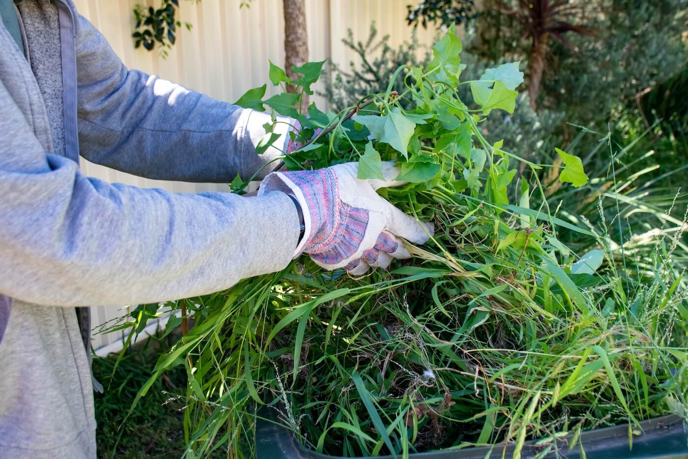 Green Waste Removal Before and After