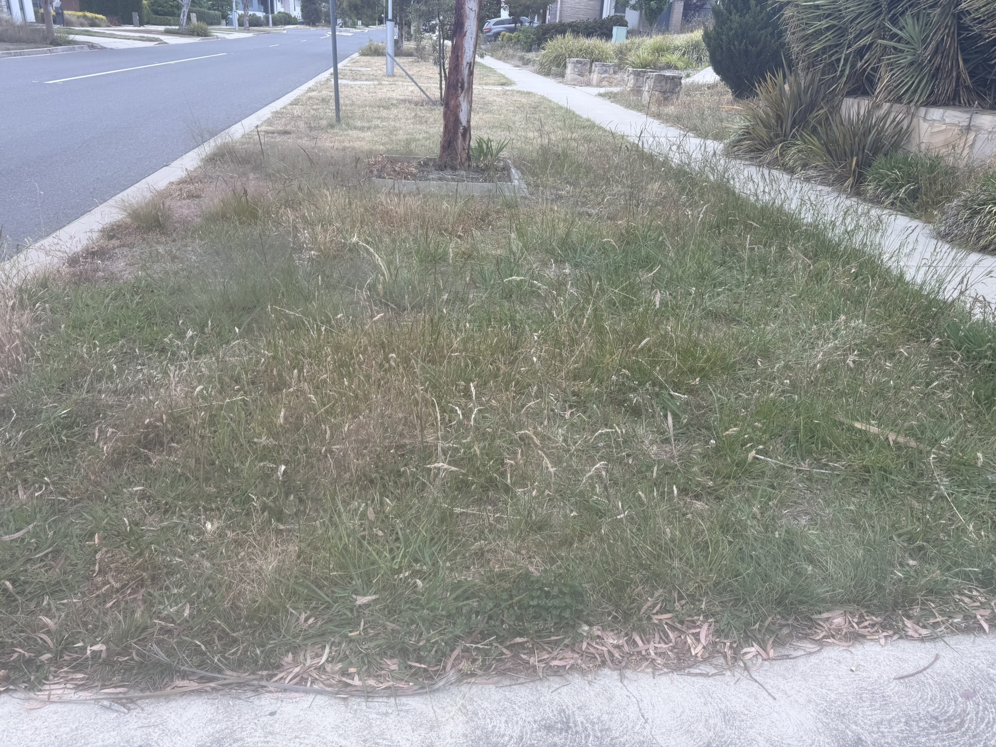 Lawn renovation project in Canberra