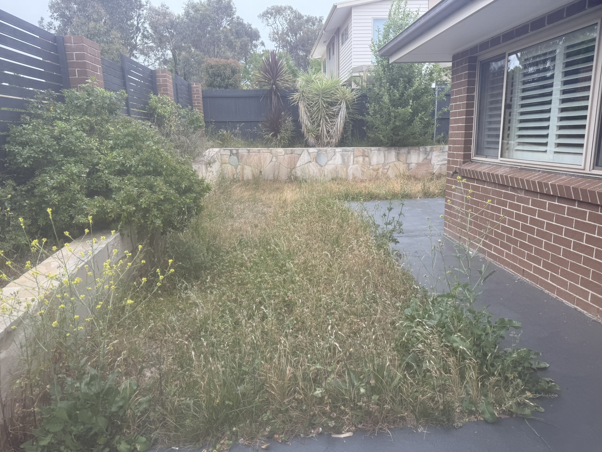 Lawn before renovation in Canberra