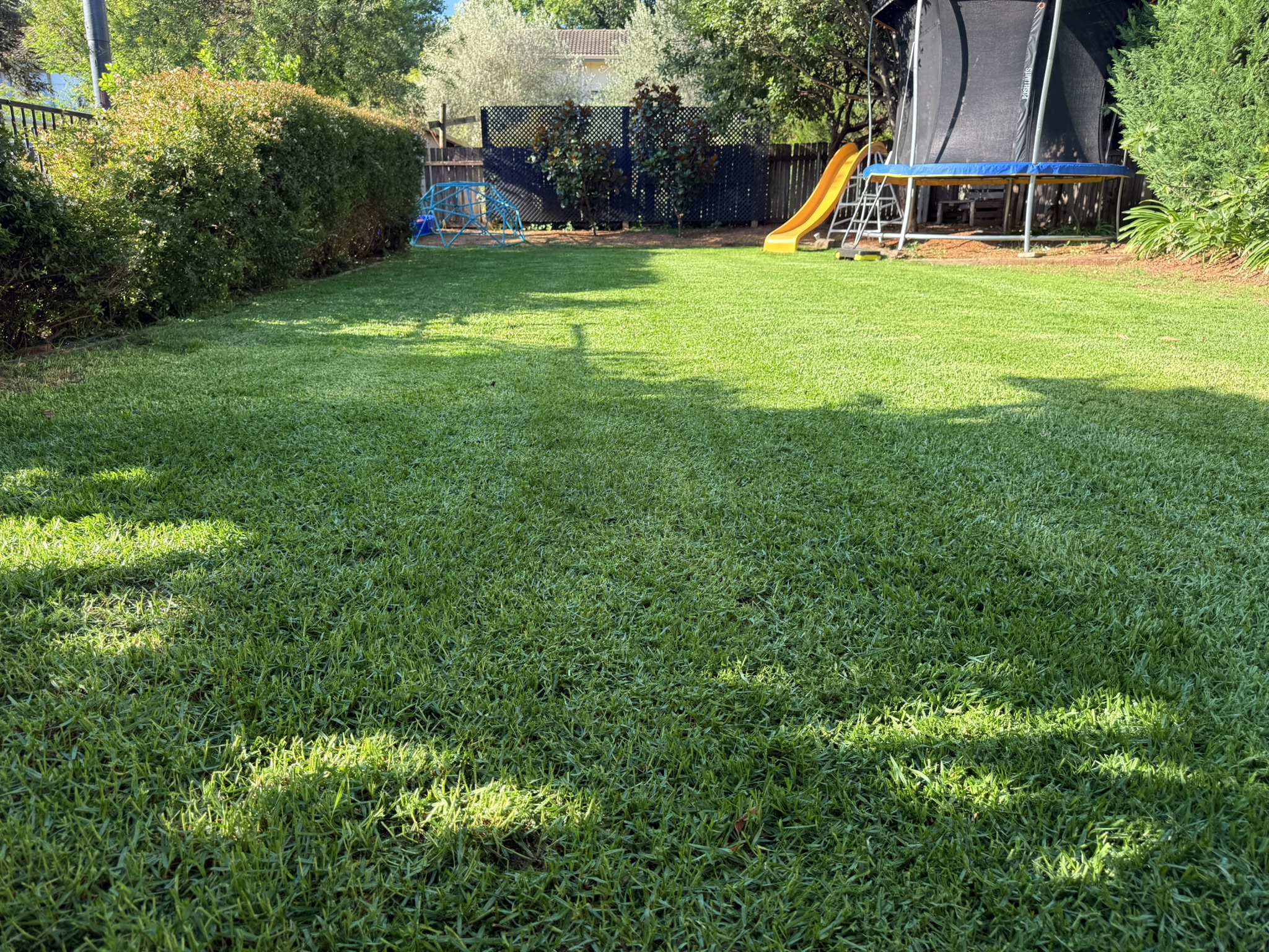 Lawn Restoration Before and After